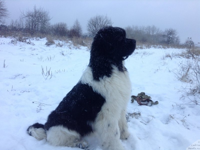 Фото: ньюфаундленд Аквиан Сонг Кроун Роял