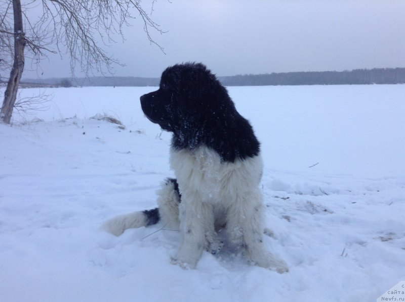 Фото: ньюфаундленд Аквиан Сонг Кроун Роял