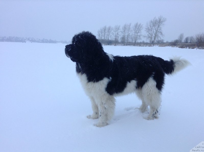 Фото: ньюфаундленд Аквиан Сонг Кроун Роял