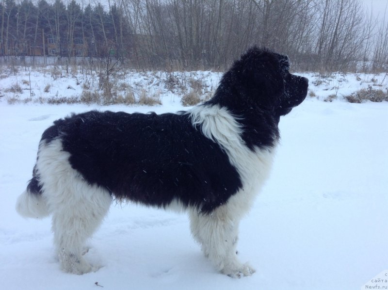 Фото: ньюфаундленд Аквиан Сонг Кроун Роял