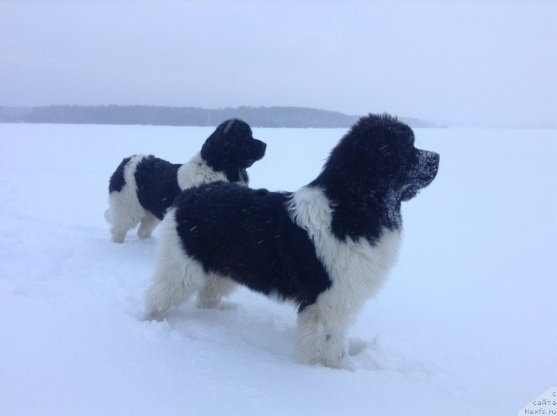 Фото: ньюфаундленд Аквиан Сонг Кроун Роял