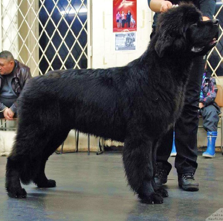 Фото: ньюфаундленд Смигар Львиное Сердце