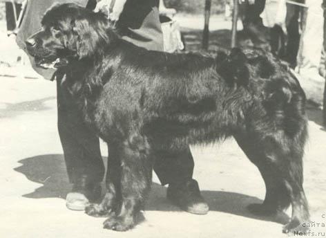 Фото: ньюфаундленд Дорри Хип Миф