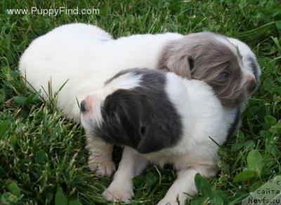 Фотография № 14031