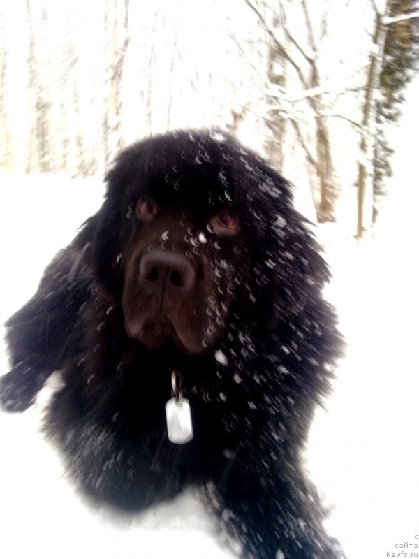 Фото: ньюфаундленд Черный Чанк с Берега Дона (Chernyj Chank s Berega Dona)