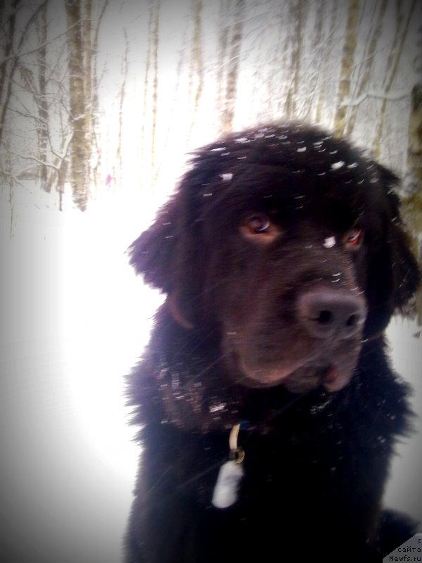 Фото: ньюфаундленд Черный Чанк с Берега Дона (Chernyj Chank s Berega Dona)