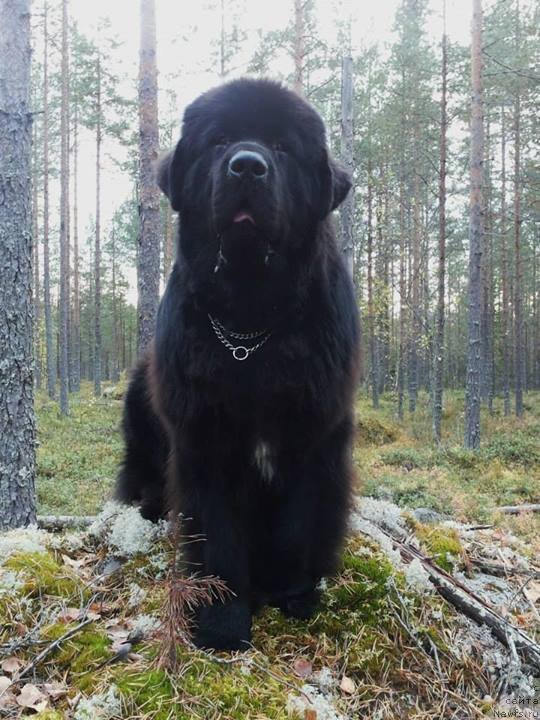 Фото: ньюфаундленд Black Tower Blue Velvet