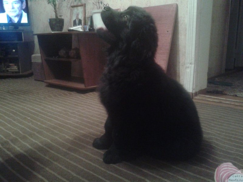 Фото: ньюфаундленд Цейлон Сан Лайт