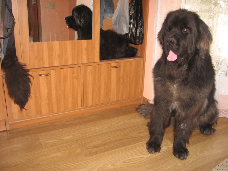 Фото: ньюфаундленд Искрящаяся Радость с Берега Дона, ньюфаундленд Ургант с Берега Дона (Urgant s Berega Dona)