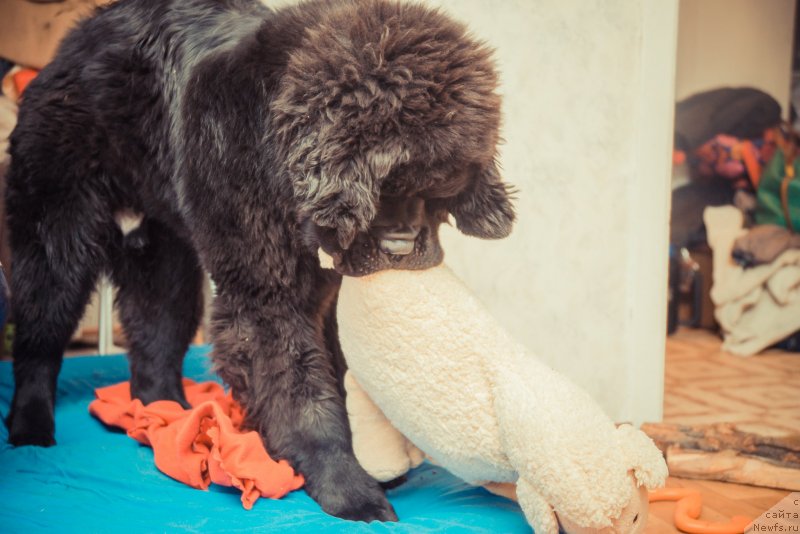 Фото: ньюфаундленд Смигар Ливерпульский Четвертак (Smigar Liverpulsiy Chetvertak)