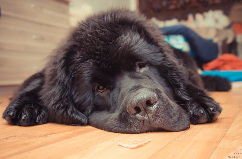 Фото: ньюфаундленд Смигар Ливерпульский Четвертак (Smigar Liverpulsiy Chetvertak)