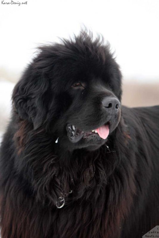 Фото: ньюфаундленд Кипр Кара Дениз (Kipr Kara Deniz)