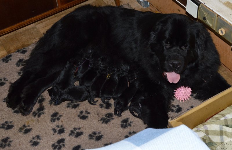 Фото: ньюфаундленд Акватория Келвин Кадриль (Aquatoriya Kelvin Kadril)