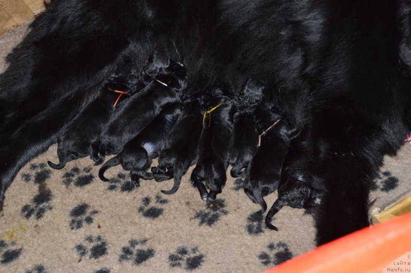 Фото: ньюфаундленд Акватория Келвин Кадриль (Aquatoriya Kelvin Kadril)