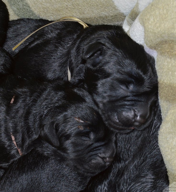 Фото: ньюфаундленд Акватория Келвин Кадриль (Aquatoriya Kelvin Kadril)