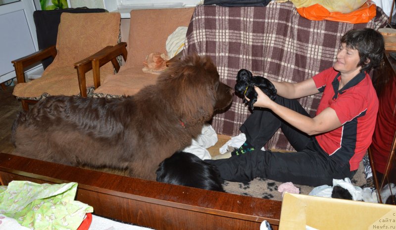 Фото: ньюфаундленд I Follow The Sun de L'Etoile de Cyrice, Наталия Михайлова