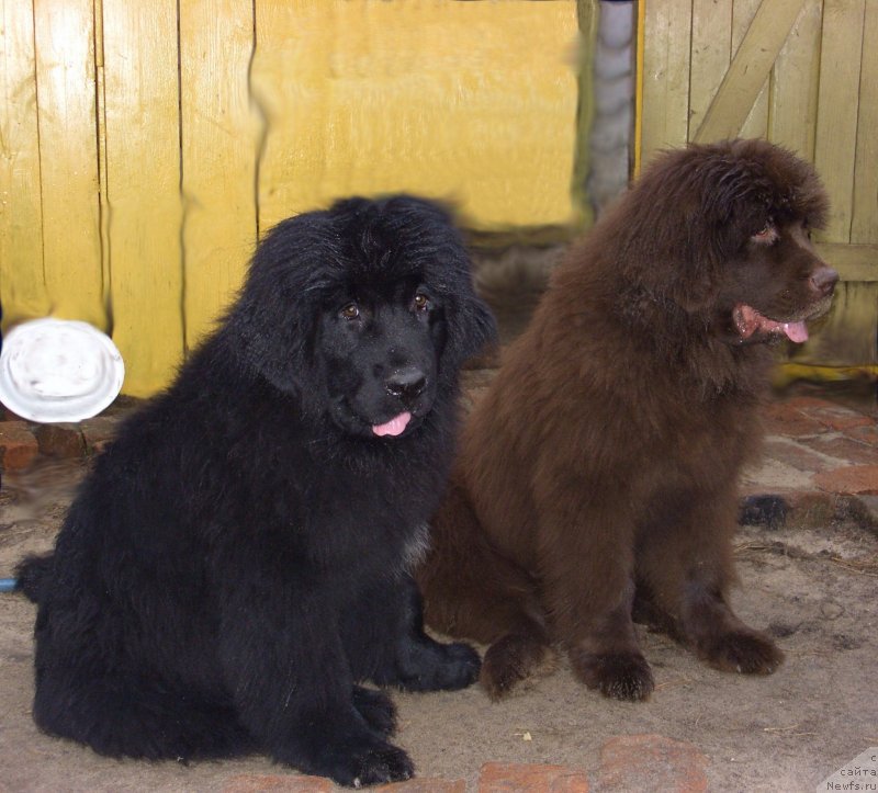 Фото: ньюфаундленд Барышня, ньюфаундленд Бархатка Роскошная