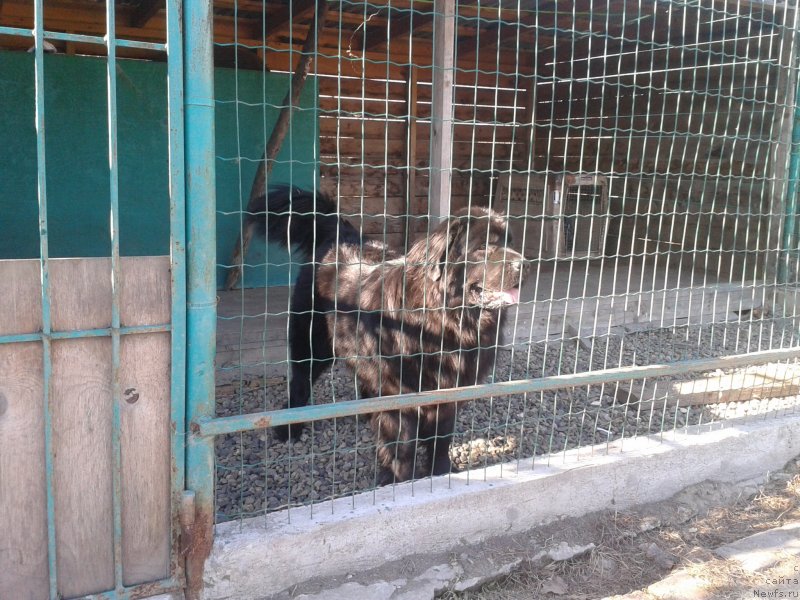 Фото: ньюфаундленд Несси Блэк с  Лесной Заимки