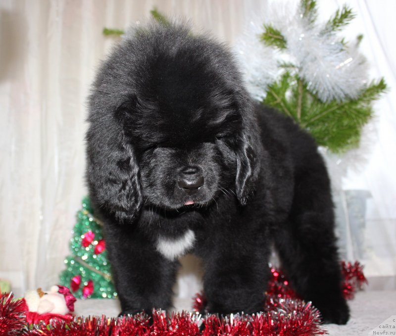 Фото: ньюфаундленд Дар Свезы Мажикал Малта