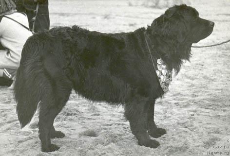 Фото: ньюфаундленд Христина