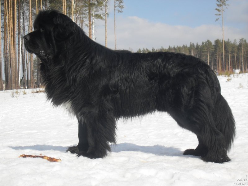 Фото: ньюфаундленд Изумруд Моей Души
