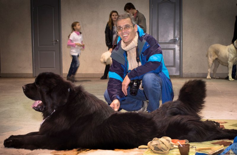 Фото: ньюфаундленд Чарующий Чезарио (Charuyuschiy Chezario)