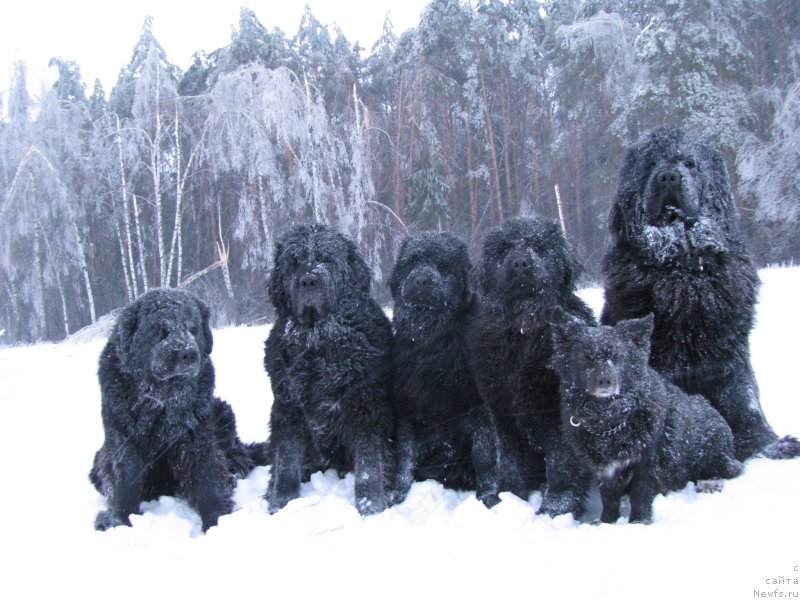 Фото: ньюфаундленд Норт Фэйс Лаванда, ньюфаундленд Сангрия, ньюфаундленд Старбимовлав Дакота, ньюфаундленд Старбимовлав Дельфания, ньюфаундленд Амулет Любви и Счастья (Amulet Lyubvi i Schastya), Фэста