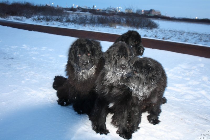 Фото: ньюфаундленд Глория Гранд Блек, ньюфаундленд Neretum Tribe Xagrid, ньюфаундленд Fortuna of Giant's Island, ньюфаундленд Янтарная Мечта
