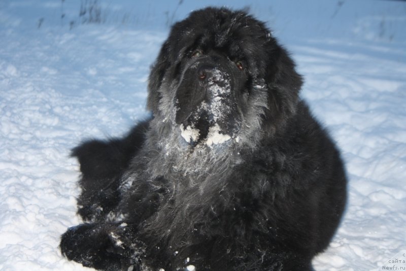 Фото: ньюфаундленд Бегущая по Волнам Зеро Коол