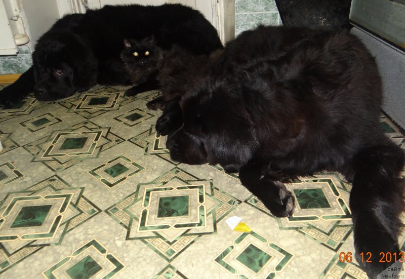 Фото: ньюфаундленд Александрия Моя Радость, ньюфаундленд Дар Свезы Со Ит Шелл Би (Dar Svezy So it Shell Be), Пушок