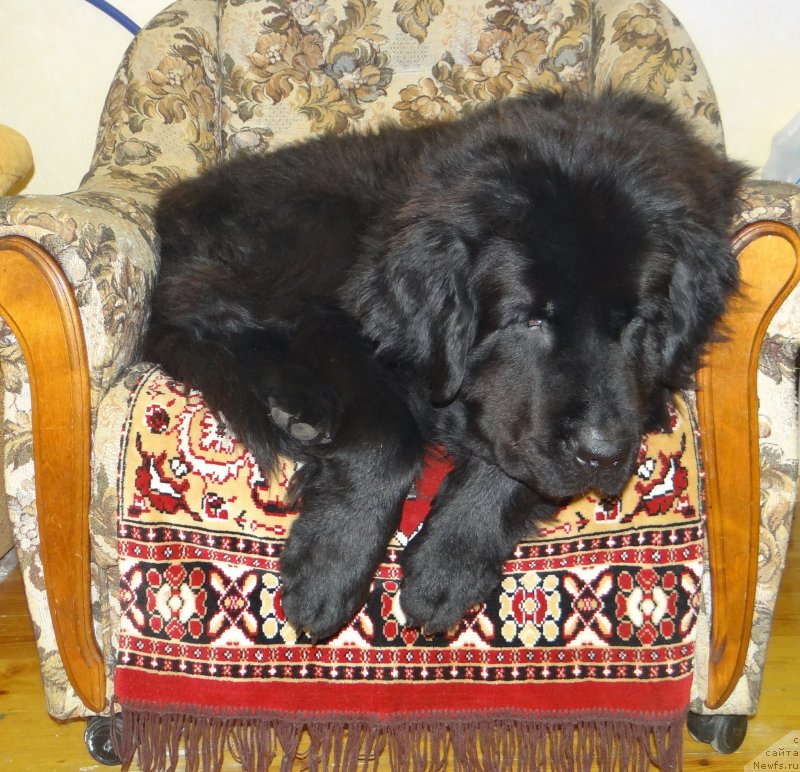 Фото: ньюфаундленд Александрия Моя Радость