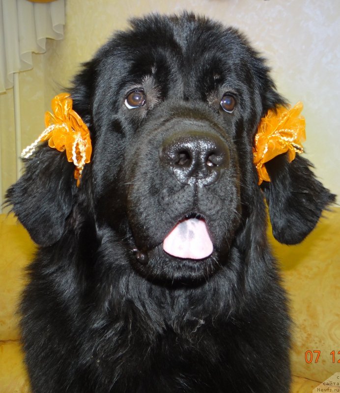 Фото: ньюфаундленд Дар Свезы Со Ит Шелл Би (Dar Svezy So it Shell Be)