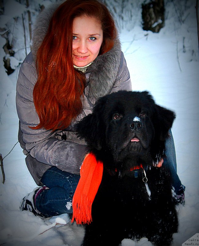 Фото: ньюфаундленд Черный Чанк с Берега Дона (Chernyj Chank s Berega Dona)