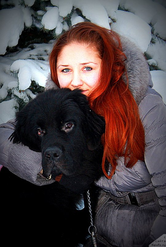 Фото: ньюфаундленд Черный Чанк с Берега Дона (Chernyj Chank s Berega Dona)