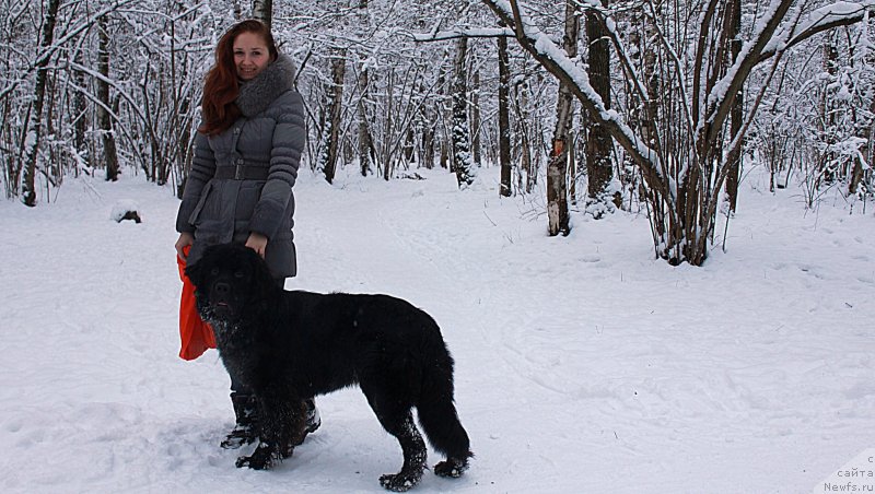 Фото: ньюфаундленд Черный Чанк с Берега Дона (Chernyj Chank s Berega Dona)