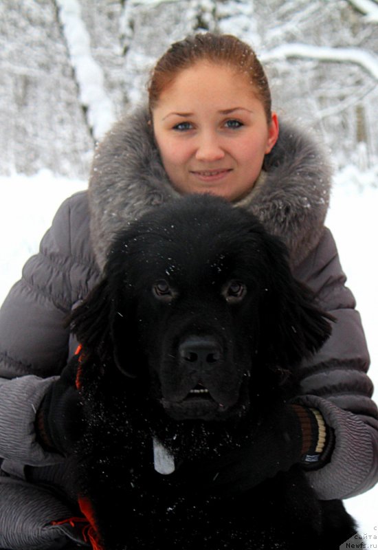 Фото: ньюфаундленд Черный Чанк с Берега Дона (Chernyj Chank s Berega Dona)