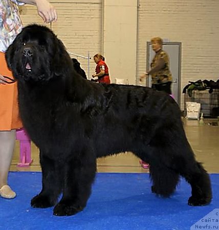 Фото: ньюфаундленд Акватория Келвин Флэш Ройал (Aquatoriya Kelvin Flash Royal)