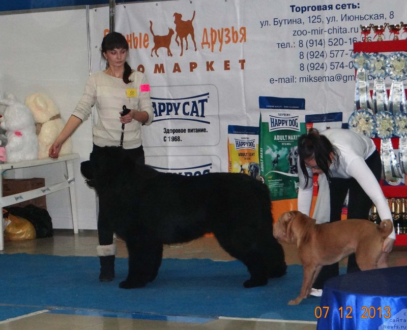 Фото: ньюфаундленд Мистер Форте Импрессионе (Mister Forte Impressione)