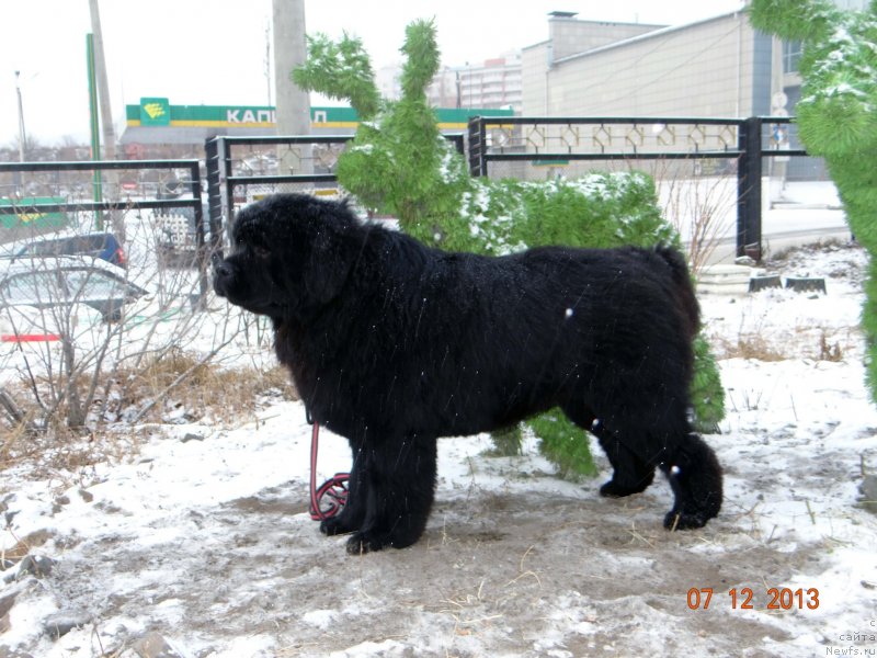 Фото: ньюфаундленд Мистер Форте Импрессионе (Mister Forte Impressione)