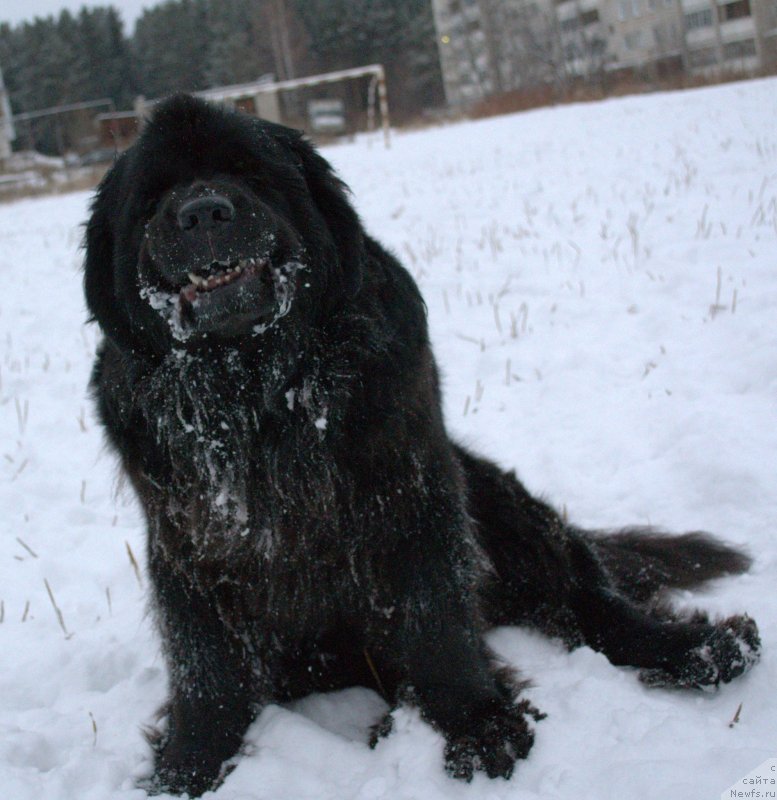 Фото: ньюфаундленд Акватория Келвин Королева Марго