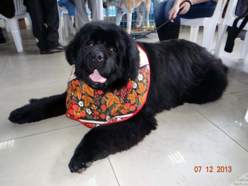 Фото: ньюфаундленд Мистер Форте Импрессионе (Mister Forte Impressione)