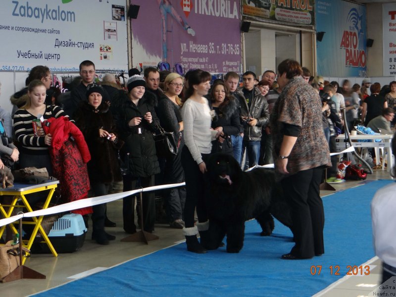 Фото: ньюфаундленд Мистер Форте Импрессионе (Mister Forte Impressione)