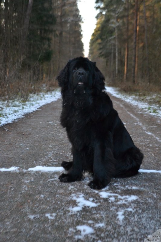 Фото: ньюфаундленд Мэджикал Оушен Евдокия