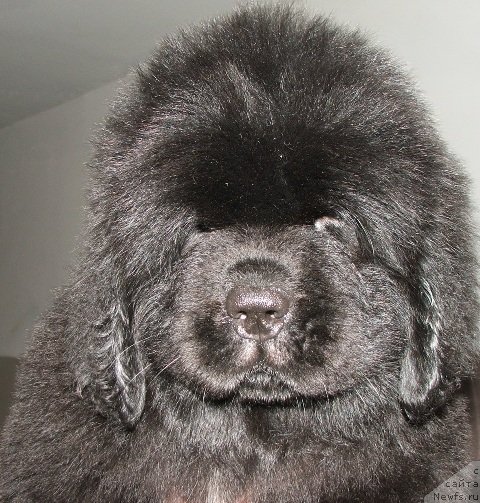 Фото: ньюфаундленд Плюшевая Панда Эсфера Беаутифул (Plushevaya Panda Esfera Beautiful)