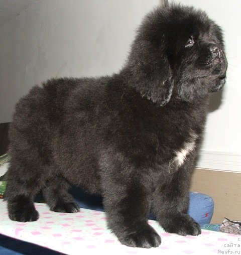 Фото: ньюфаундленд Плюшевая Панда Эсфера Беаутифул (Plushevaya Panda Esfera Beautiful)