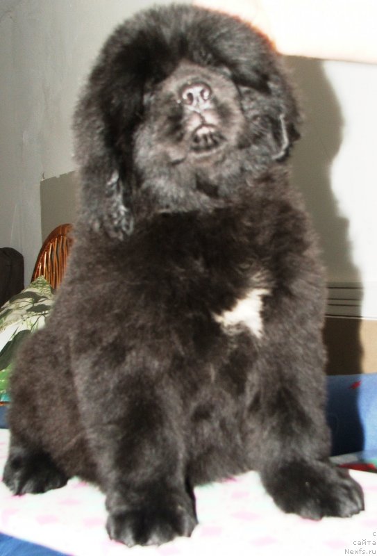 Фото: ньюфаундленд Плюшевая Панда Эсфера Беаутифул (Plushevaya Panda Esfera Beautiful)