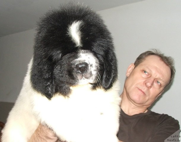 Фото: ньюфаундленд Плюшевая Панда Эвиан (Plushevaya Panda Evian)