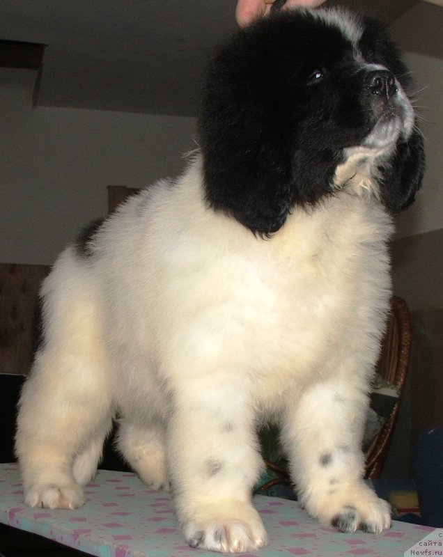 Фото: ньюфаундленд Плюшевая Панда Эвиан (Plushevaya Panda Evian)