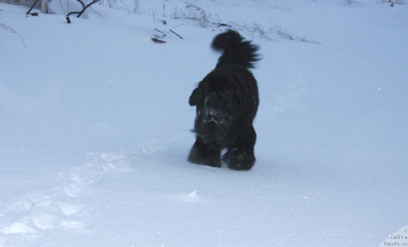 Фото: ньюфаундленд Янтарная Мечта