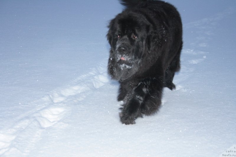 Фото: ньюфаундленд Янтарная Мечта
